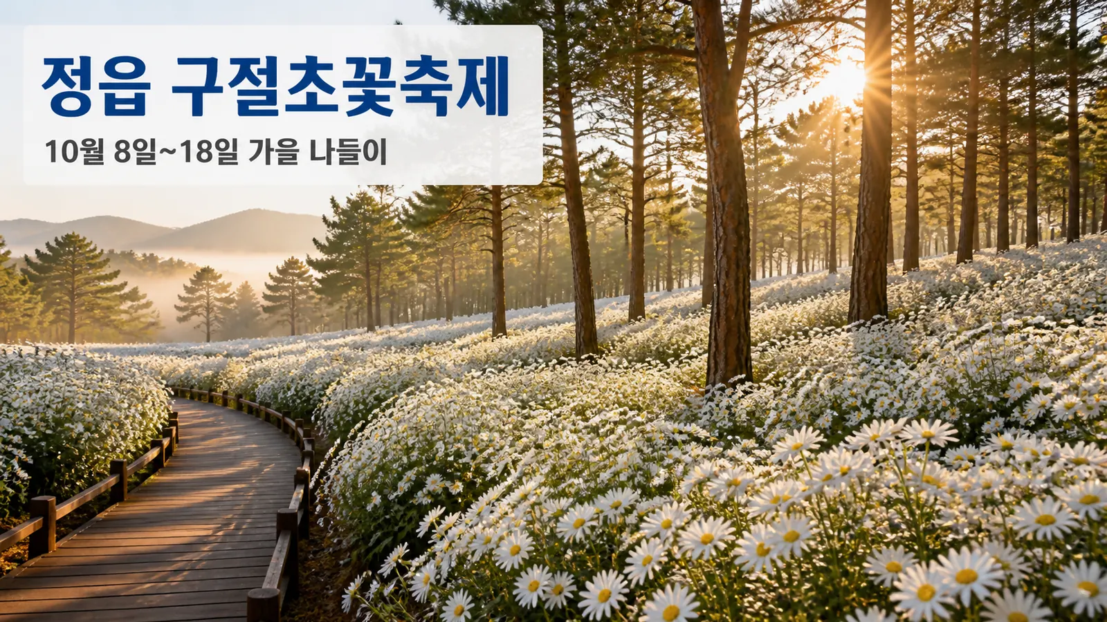 정읍 구절초꽃축제 2026 완전정리, 10월 가볼만한곳 1순위 인정의 핵심 내용을 보여주는 가로형 대표 이미지